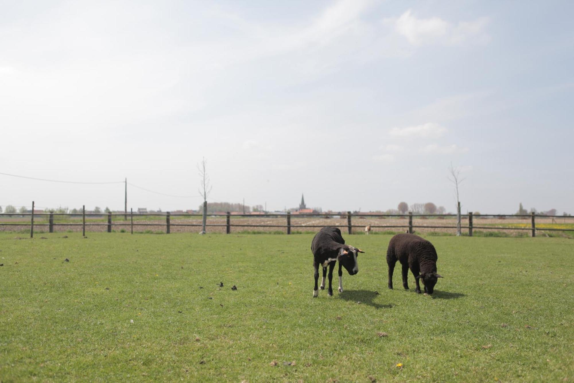 Gasthof Schraevenacker Vleteren Bagian luar foto